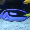 (搜索谍战深海之惊蛰)揭秘谍战深海之惊蛰：疑似潜敌潜藏在深海底下的惊悚剧情