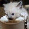 (猫语咖啡2021年最新版)猫语咖啡最新版本更新内容介绍及全新功能介绍