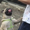(舔狗模拟器崩坏)亲爱的舔狗模拟器steam：满足你的舔狗需求
