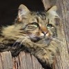 (猫猫赚钱小程序)玩赚钱小游戏，让可爱的猫咪升级技能变身王者
