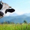 鼠、兔、牛、马:2026年天天免费资料百度数据与管家婆三期必出一期预测方法,规范解答、解释与落实-杜绝虚假诱导词