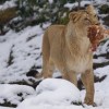 (猎人狩猎的视频)优雅而迷人的猎人活动：高雅的猎杀技艺