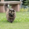 (猫和香水)揭秘花与香水与猫金色种子获取方法的奥秘