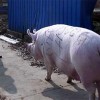 5555555王大王最新，牛、羊、猪、猴，跟2025新门正版免费资本详解,谨防欺诈的假套路-经验释义、专家解读解释与落实​