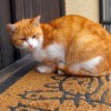 (猫宅97如何解锁剧情)猫宅97:丛林大乱斗，猫咪们的冒险之旅引人入胜，乐趣无限