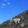 (罗马尼亚高山攻略)穿越挨饿荒野的罗马尼亚高山，发现丰富多样的高山鱼类