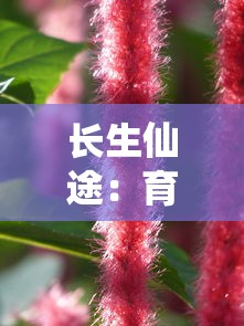 详细攻略：战玲珑2符文搭配技巧与最佳组合，助力精准定位实战优势