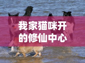 我家猫咪开的修仙中心：无广告、纯净体验，带你领略神秘仙界的奇妙之旅