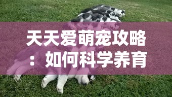 探索幻灵大冒险突然停服真相：用户体验，连续更新模式下遗留问题引发网络争议