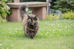 (猫和香水)揭秘花与香水与猫金色种子获取方法的奥秘