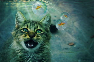 深度揭秘：猫咪公寓2为什么已经停更？相关原因及粉丝期待的新内容有何更新可能性？