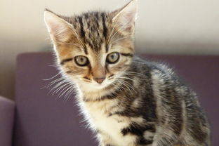 (猫咪公寓二的所有猫咪图鉴)猫咪公寓2突然消失？传言称要跑路？真相揭晓！