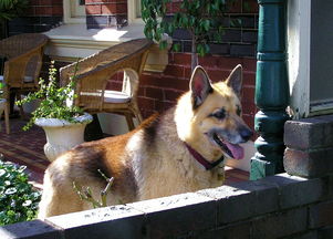 (狗 逃跑)狗狗逃生正版下载安装：保护你的狗狗逃离危险！