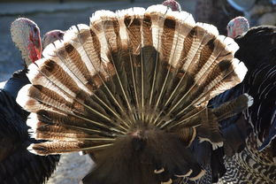 (雯雅婷桌面宠物有哪些技巧)深入探讨桌宠雯雅婷的起源、发展及其在网络文化中的独特魅力