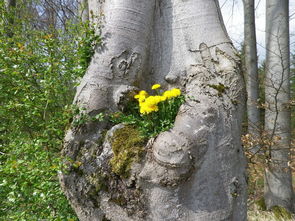 (砍树挖矿的生存游戏)探索深林，挖矿砍树收集浆果：一个充满刺激与冒险的游戏