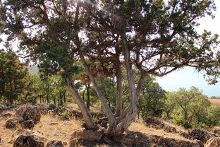 (砍树挖矿的生存游戏)探索深林，挖矿砍树收集浆果：一个充满刺激与冒险的游戏