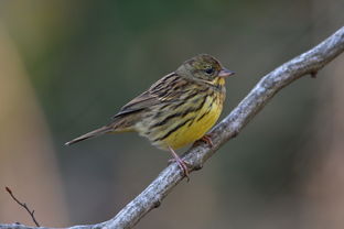 探寻丛林鸟的种类和生活习性，揭秘它们在自然界的神秘生态地位
