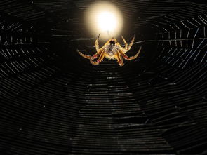 (边界猎手人口数据怎么来)边际猎人手游最新情况:是否已被下线?玩家期待的答案揭晓! (边界猎手人口数据怎么来)边际猎人手游最新情况:是否已被下线?玩家期待的答案揭晓!