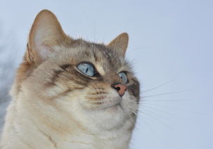 (猫咪田园游戏)猫咪田园无限金鱼：在乡村田园间玩耍的可爱萌宠