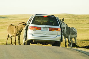深入探索库兰德车型:以汽车性能、配置与定价为重点的全面分析 深入探索库兰德车型:以汽车性能、配置与定价为重点的全面分析