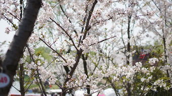 (落樱小屋樱之旅怎么过关)探寻樱花宝藏之旅——落樱小屋官方正版樱花之旅