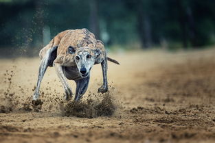 (细犬视频)怎么打开细狗视频免费版网页版？操作简易易懂指南