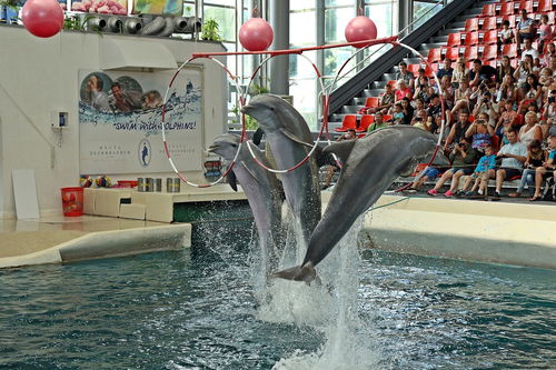 探索水族馆乐园无限金币与无限钻石的奇幻世界，尽享无尽乐趣与畅快体验！