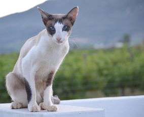 (香水 猫咪)花香水与猫出行：如何获得种子大全及种植技巧分享