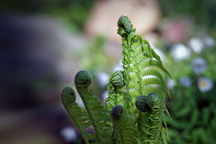 植物大战僵尸手机版：带你进入植物世界，对抗来袭的僵尸大军！