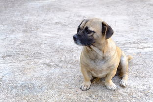 (三国塔防无双攻略)掌握三国塔防无双最强阵容的策略与搭配，成就无敌战队秘笈