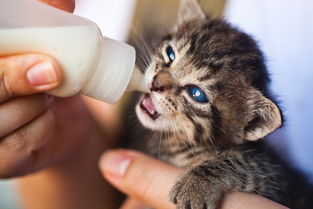(猫做的汤叫什么)探寻猫咪喜欢的汤的秘密:聪明的猫咪和汤攻略分享 (猫做的汤叫什么)探寻猫咪喜欢的汤的秘密:聪明的猫咪和汤攻略分享