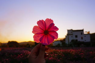 (花田是谁的作品)花田是谁?探寻花田背后的身世秘密与故事,揭开谜团引人入胜 (花田是谁的作品)花田是谁?探寻花田背后的身世秘密与故事,揭开谜团引人入胜