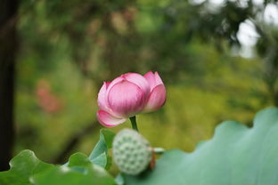 花满唐下架了吗?最新动态及用户反馈,拥有什么特色让它备受关注? 花满唐下架了吗?最新动态及用户反馈,拥有什么特色让它备受关注?