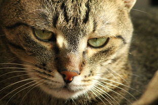 (猫修仙的小说)我家猫开修仙中心在知乎上人气如何？