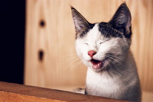 (猫灵相册好玩吗)深度剖析：猫灵相册停服背后的原因及对于用户影响的综合评估