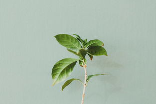 (植物保卫战最新版)植物保卫战汉化版：畅享策略塔防的乐趣与植物的奇妙战斗体验