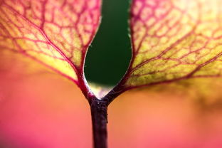 探索自然的秘密：以时间花园植物图鉴为线索，揭示植物演化与时间的奇妙联系