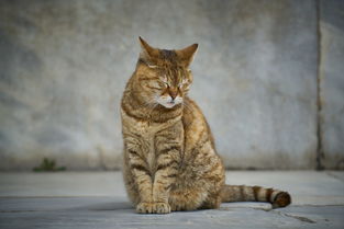 (猫宅日记内购免费)猫宅日记手游下载：探索充满趣味和挑战的宠物世界！