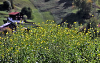 (植物保卫战2为什么不能玩)为什么植物保卫战2无法游玩？可能的原因和解决方法需了解