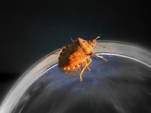 (冰原守卫者攻略)冰原守卫者猎魔城堡：抵御黑暗势力的守护者与魔法之战