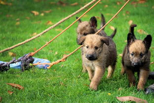 欢迎前来下载动物餐厅安卓版，尽情享受与可爱动物共进美食的乐趣!