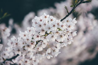 (三生三世十里桃花在线全集剧情介绍)三生三世十里桃花第1季免费观看：精彩纷呈的爱情幻想剧