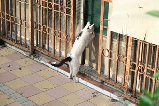 以萌态可掬的小猫猫猫偷外卖引发社区关注，揭示人与动物和谐共处的重要性