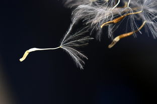 (九大雷火是什么)九大雷劫是哪九大雷劫？揭秘九种雷劫的来历和威力