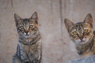 (猫语咖啡普通关卡通关攻略)猫语咖啡旧版免费试用，探寻猫科动物间的不为人知的秘密。