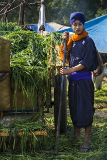 (一个很老的农场游戏)重温经典：探秘一款很老的单机游戏农场