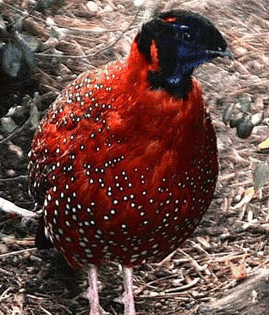 某怪猫风格肉鸽射击下载最新版本-某怪猫风格肉鸽射击玩穿越下载v.0.50 某怪猫风格肉鸽射击下载最新版本-某怪猫风格肉鸽射击玩穿越下载v.0.50