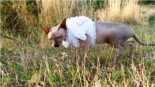 某怪猫风格肉鸽射击下载最新版本-某怪猫风格肉鸽射击玩穿越下载v.0.50 某怪猫风格肉鸽射击下载最新版本-某怪猫风格肉鸽射击玩穿越下载v.0.50