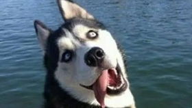 探寻萌宠世界：最受欢迎的捕捉萌宠游戏排行榜