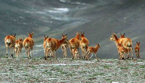 神秘而有趣的动物代号大全汇总,让你了解更多各种神秘代号的来源 神秘而有趣的动物代号大全汇总,让你了解更多各种神秘代号的来源